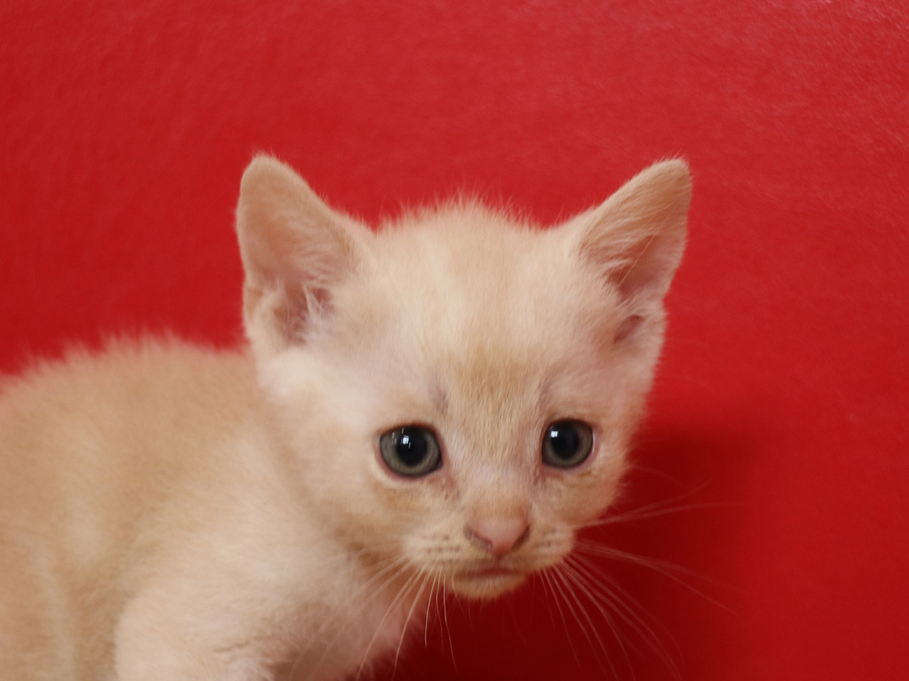 スコティッシュフォールドの子猫画像