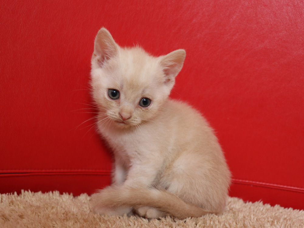 スコティッシュフォールドの子猫画像