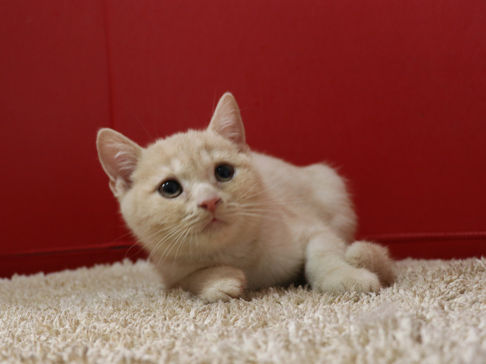 スコティッシュフォールドの子猫画像