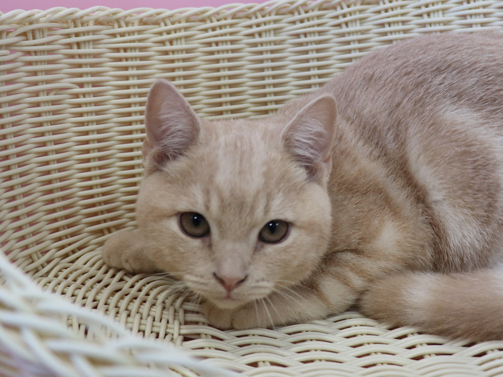 スコティッシュフォールドの子猫画像