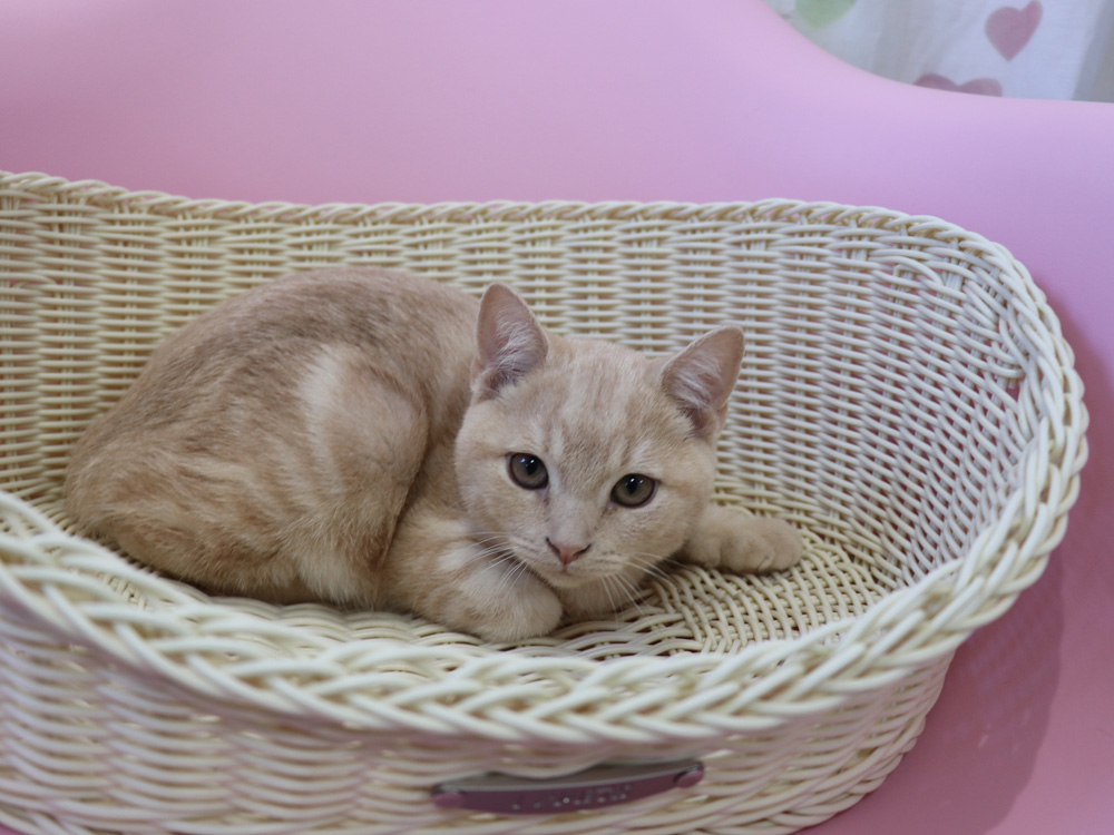 スコティッシュフォールドの子猫画像
