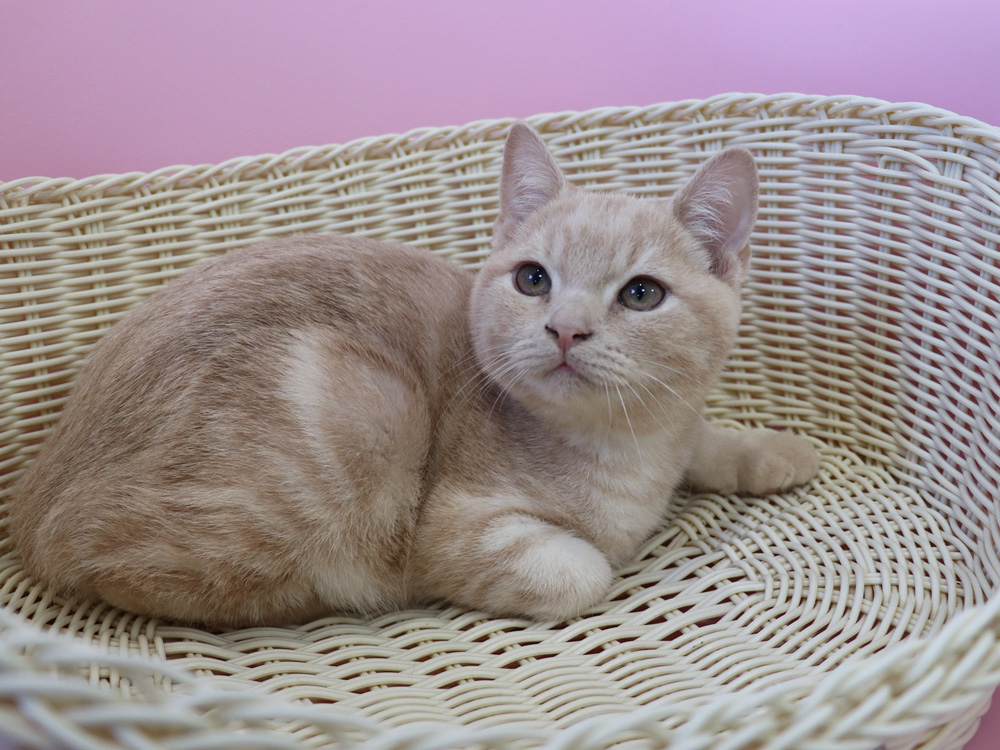 スコティッシュフォールドの子猫画像