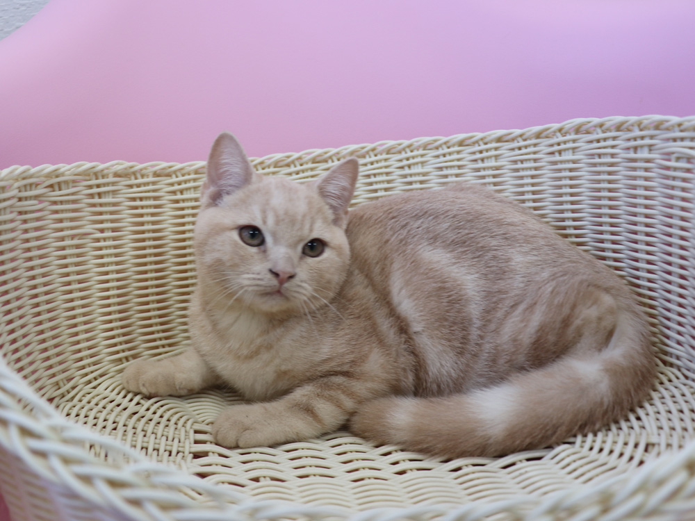 スコティッシュフォールドの子猫画像