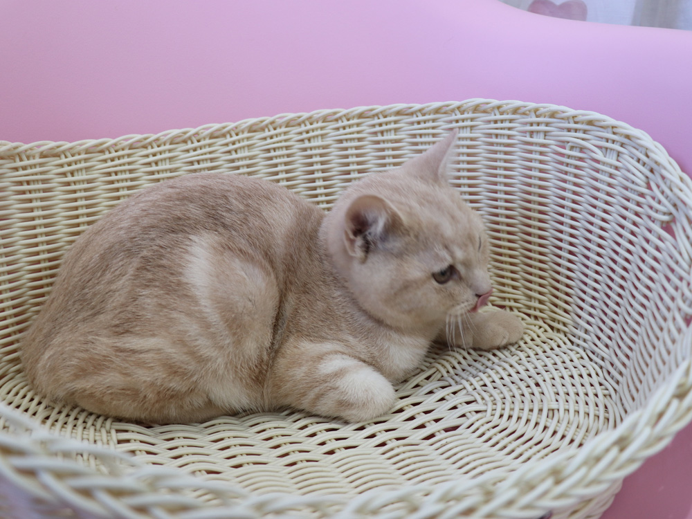 スコティッシュフォールドの子猫画像