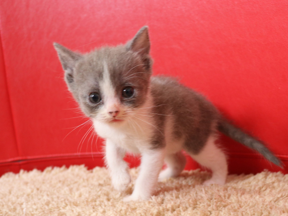 スコティッシュフォールドの子猫画像