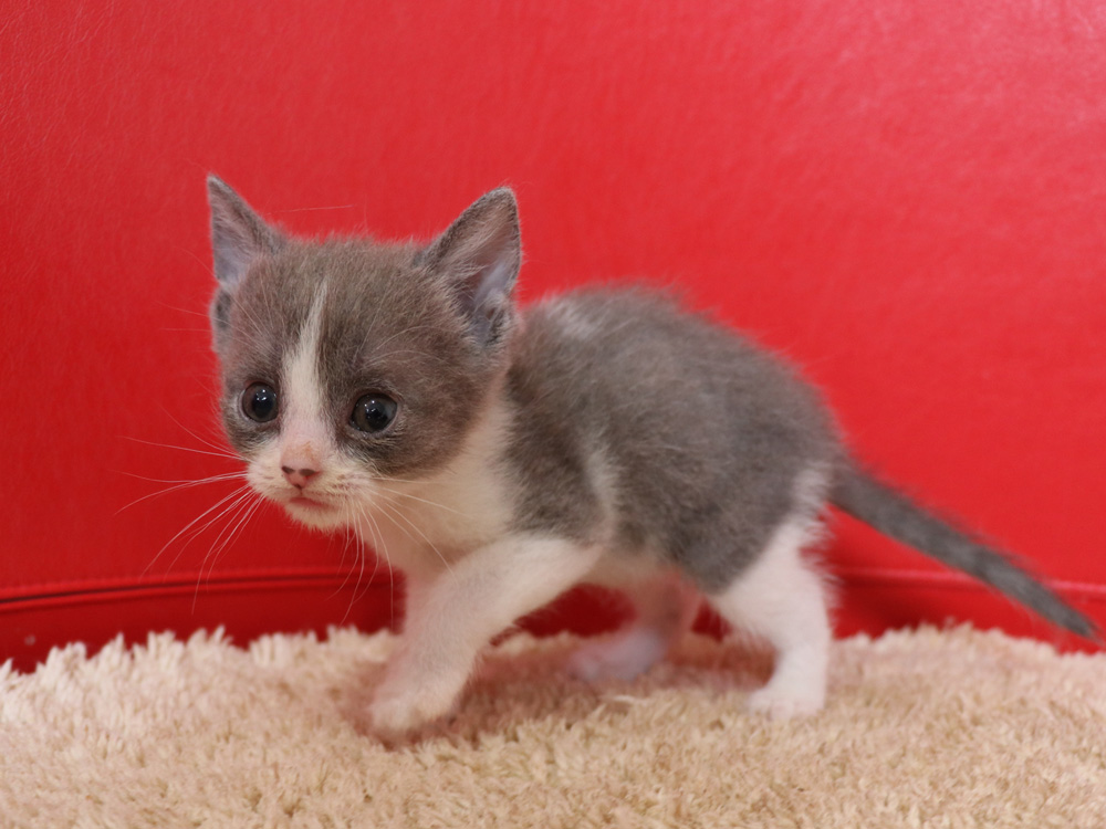 スコティッシュフォールドの子猫画像