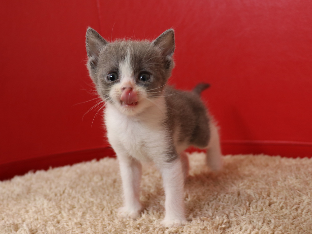 スコティッシュフォールドの子猫画像