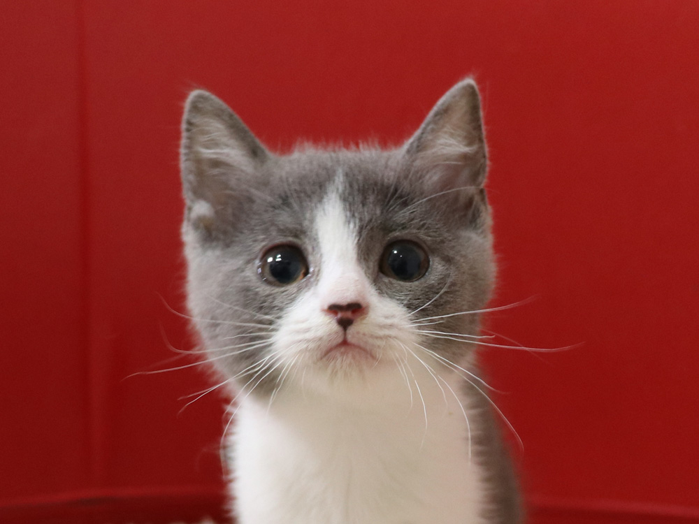 スコティッシュフォールドの子猫画像