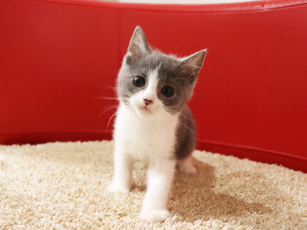 スコティッシュフォールドの子猫画像
