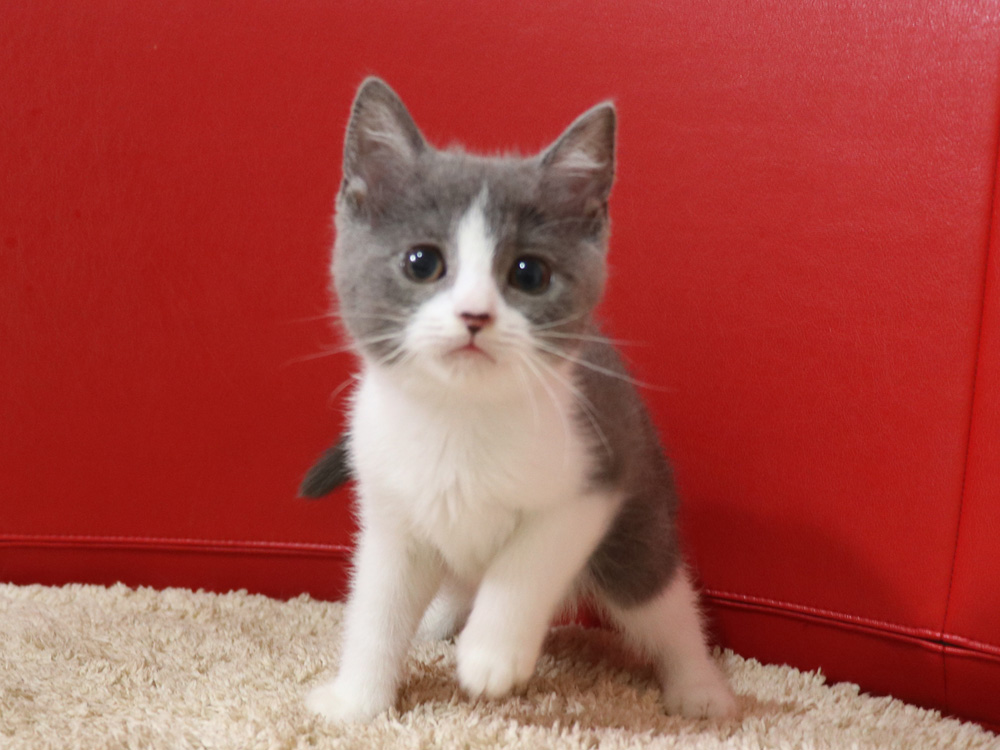 スコティッシュフォールドの子猫画像