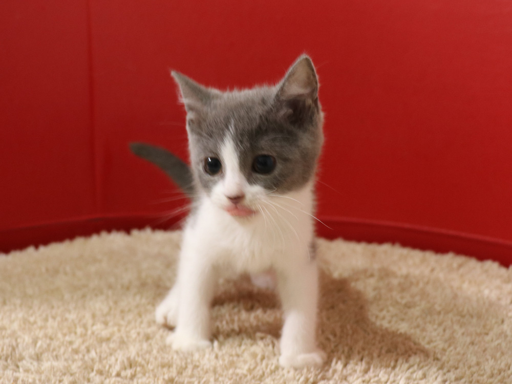 スコティッシュフォールドの子猫画像