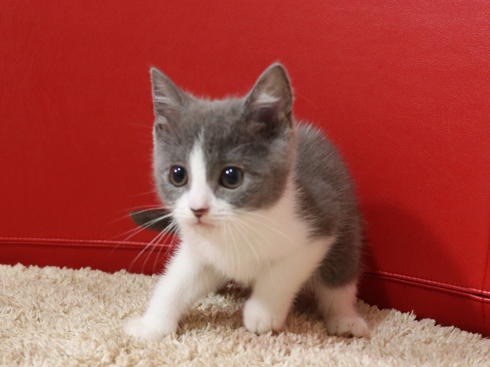 スコティッシュフォールドの子猫画像