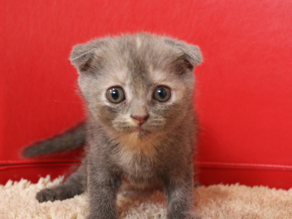 スコティッシュフォールドの子猫画像