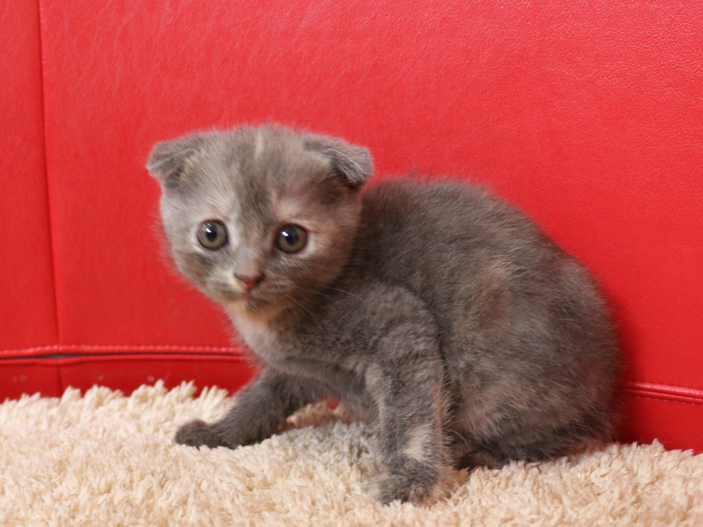 スコティッシュフォールドの子猫画像