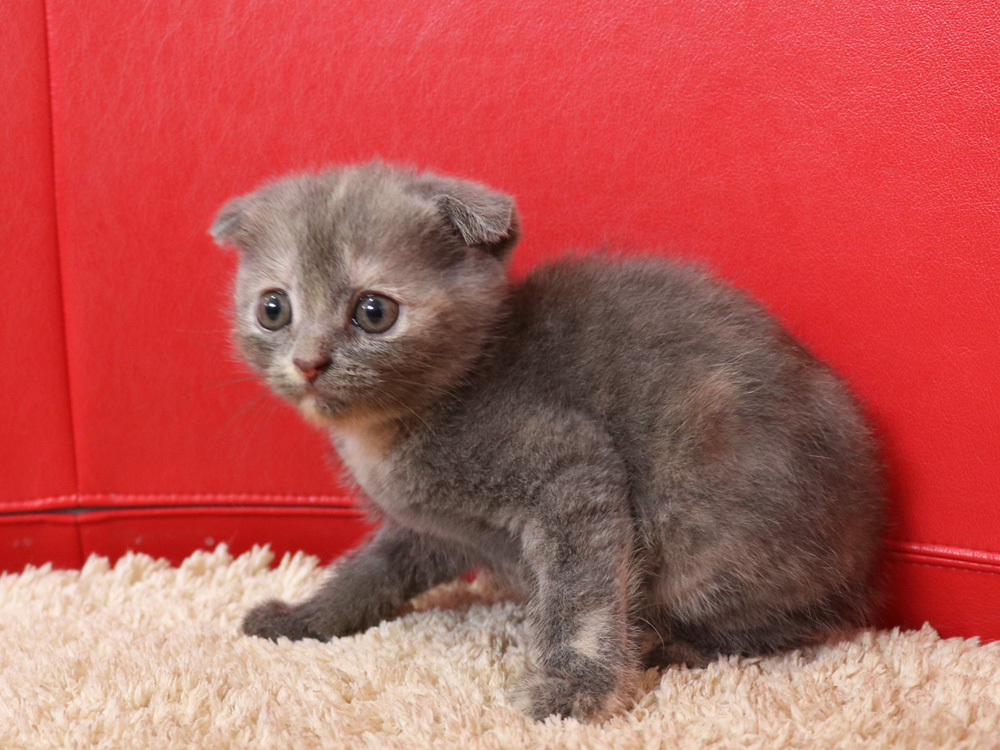 スコティッシュフォールドの子猫画像