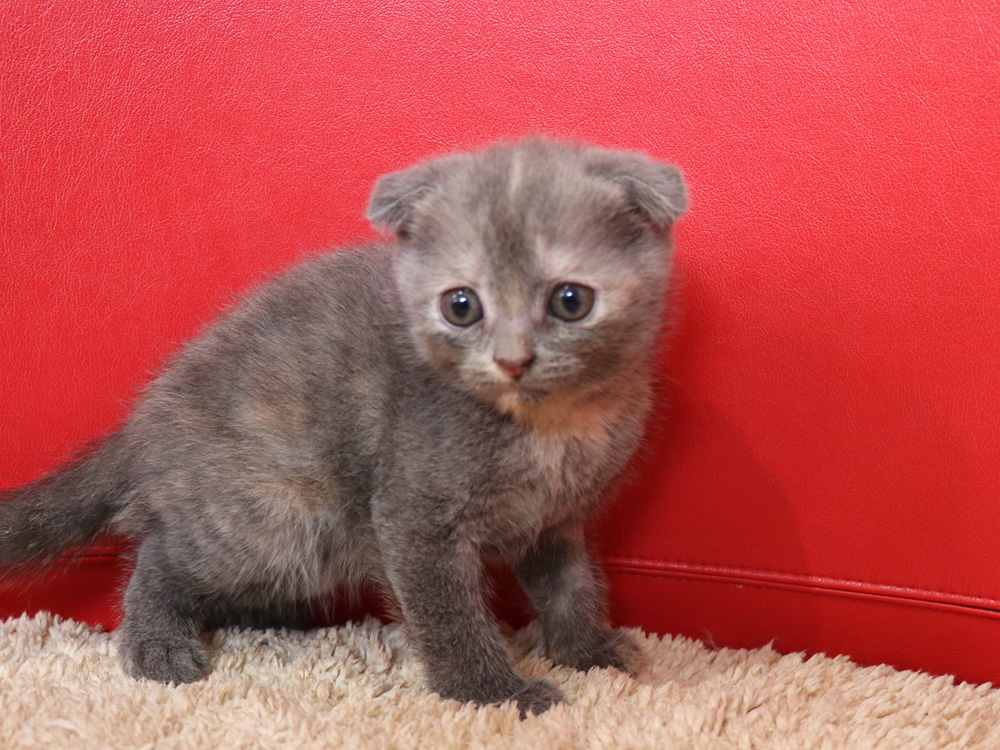 スコティッシュフォールドの子猫画像