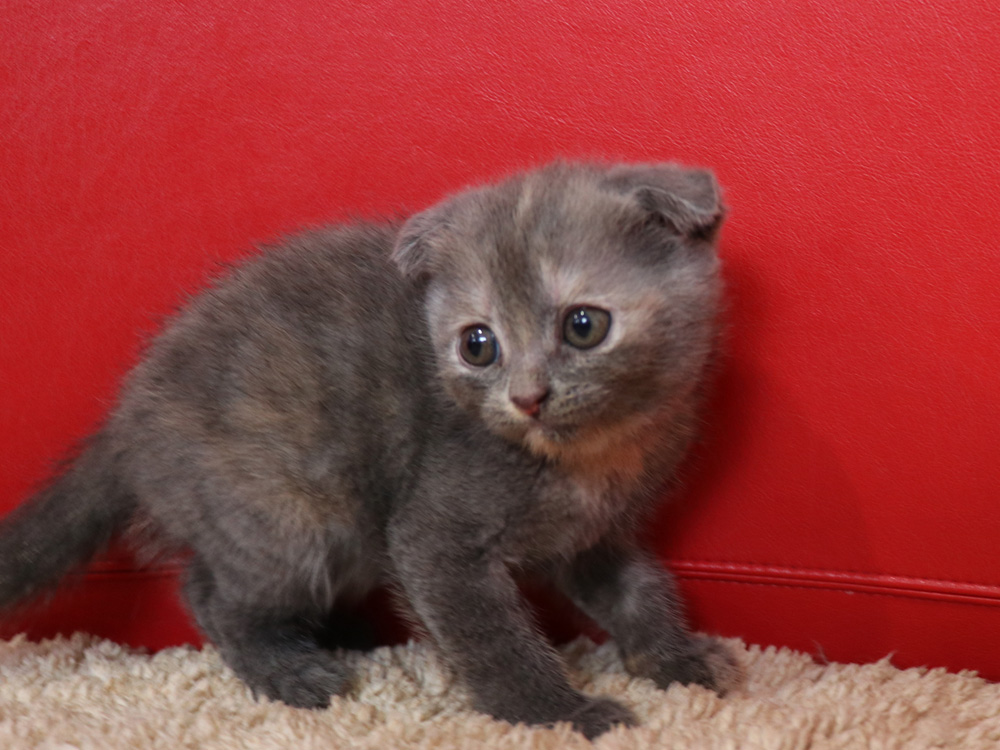 スコティッシュフォールドの子猫画像