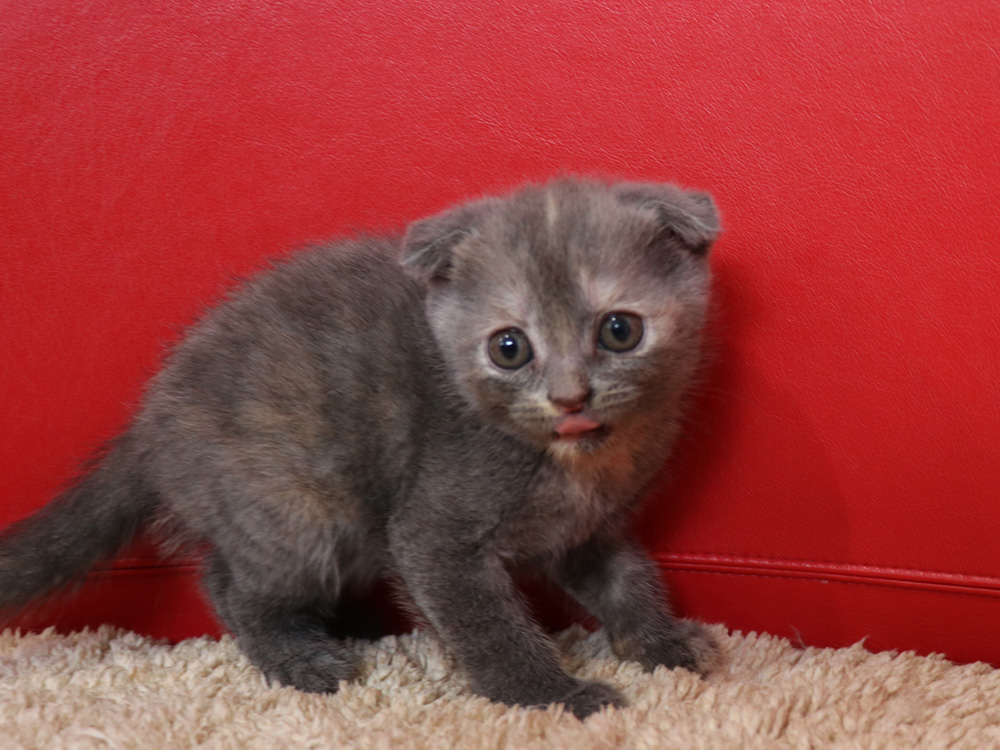 スコティッシュフォールドの子猫画像