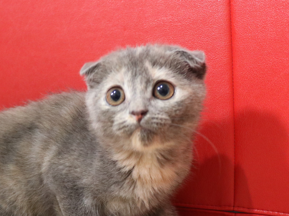 スコティッシュフォールドの子猫画像