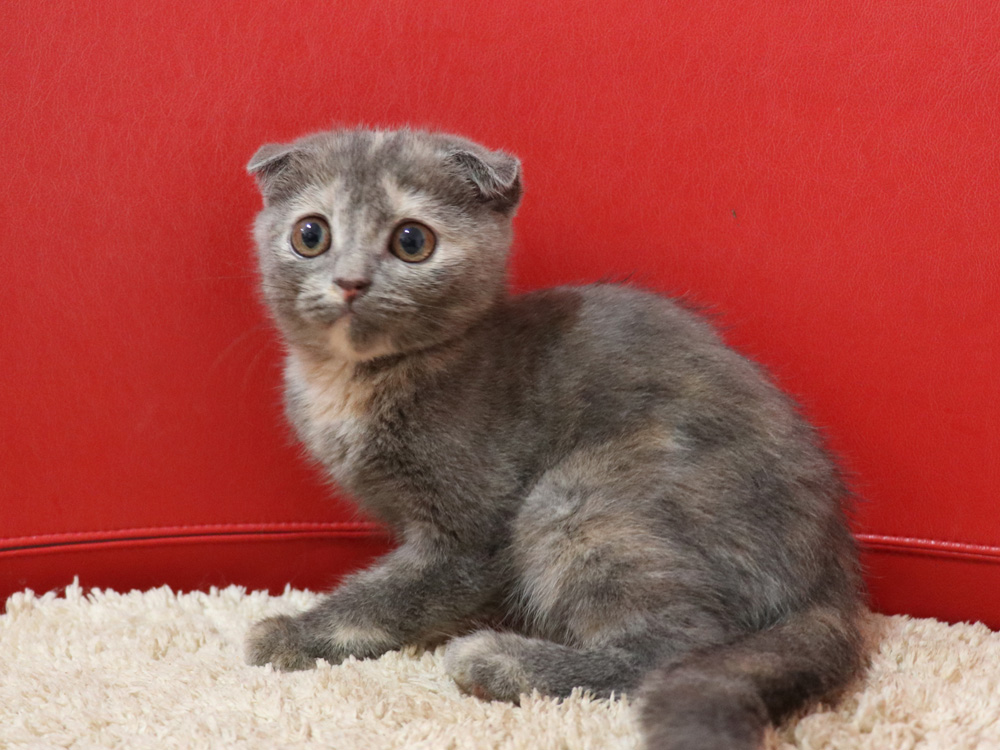 スコティッシュフォールドの子猫画像