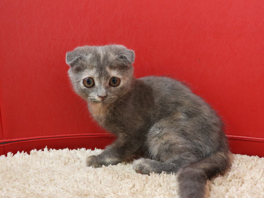 スコティッシュフォールドの子猫画像