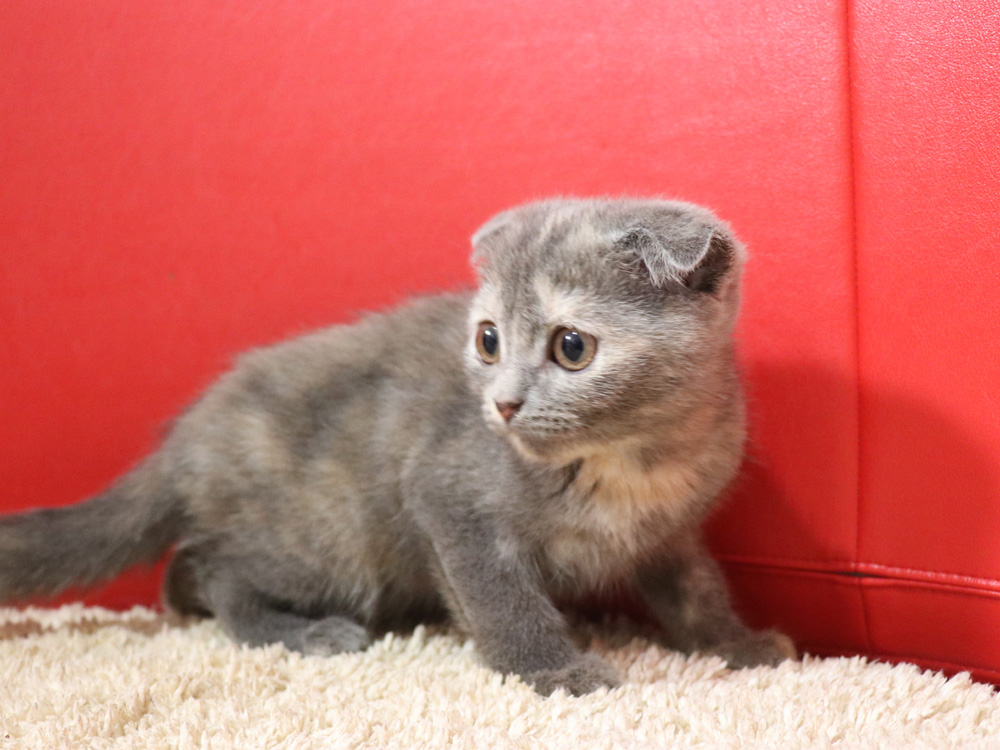 スコティッシュフォールドの子猫画像