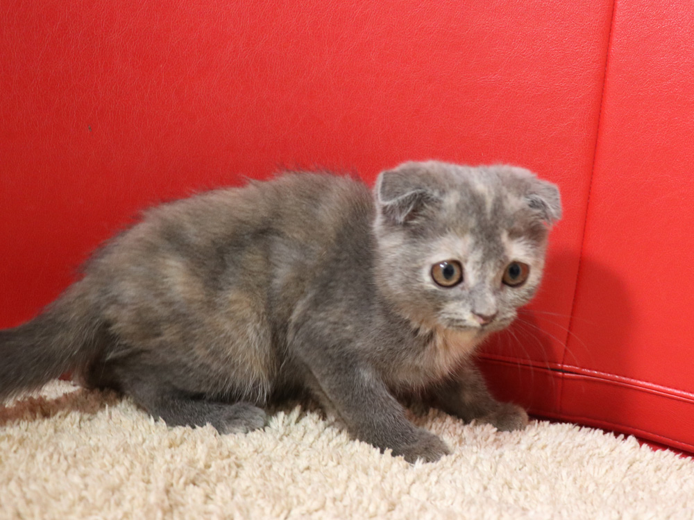 スコティッシュフォールドの子猫画像