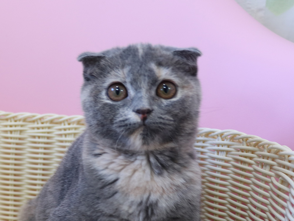 スコティッシュフォールドの子猫画像