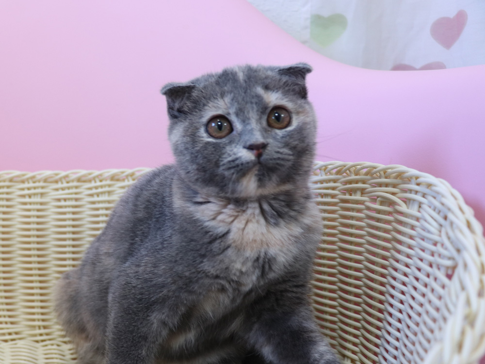 スコティッシュフォールドの子猫画像