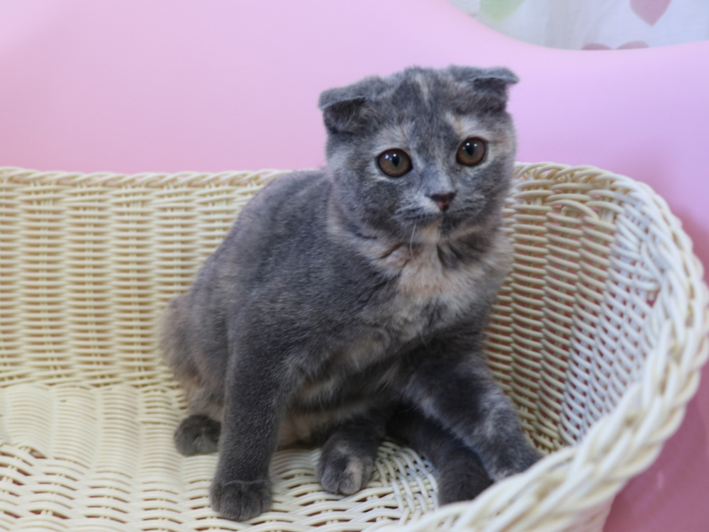 スコティッシュフォールドの子猫画像