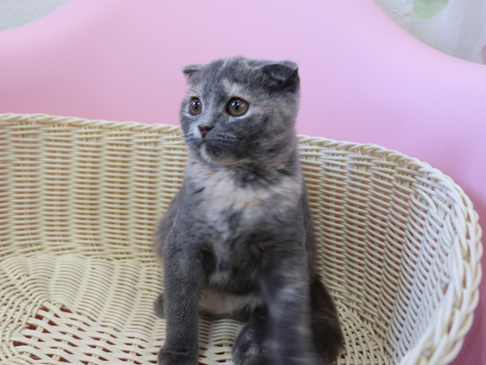 スコティッシュフォールドの子猫画像