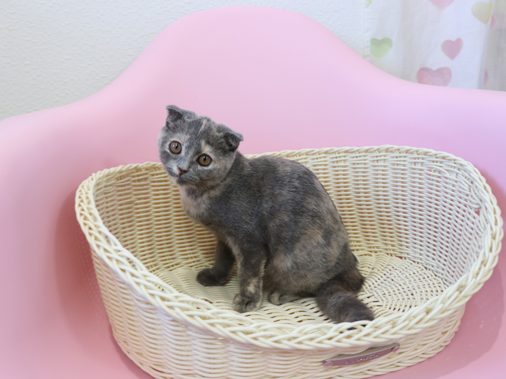 スコティッシュフォールドの子猫画像