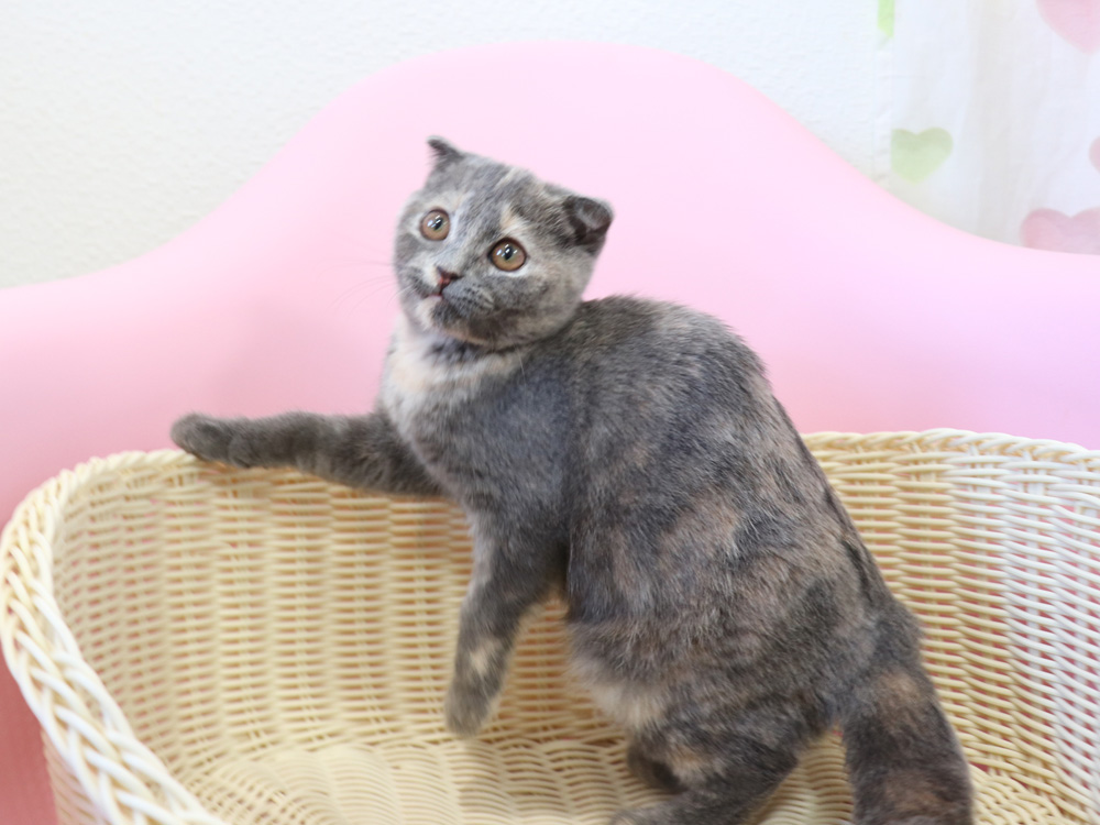 スコティッシュフォールドの子猫画像