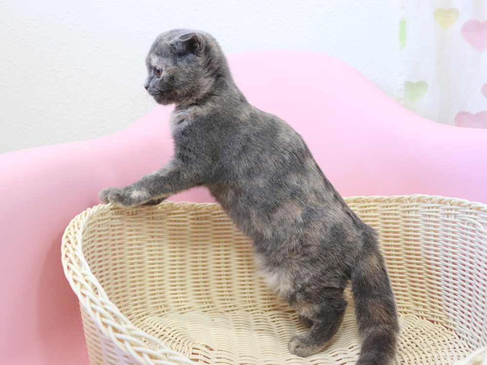 スコティッシュフォールドの子猫画像