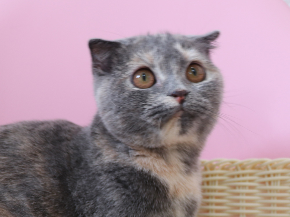 スコティッシュフォールドの子猫画像