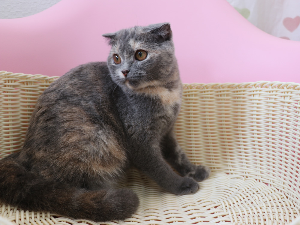 スコティッシュフォールドの子猫画像