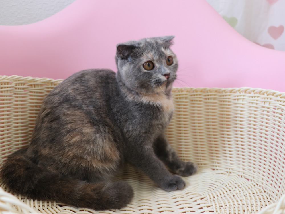 スコティッシュフォールドの子猫画像