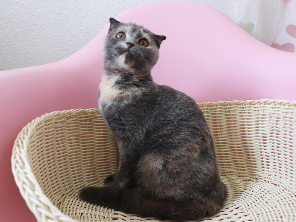スコティッシュフォールドの子猫画像