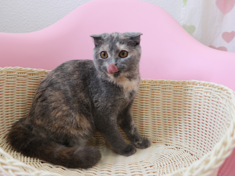 スコティッシュフォールドの子猫画像