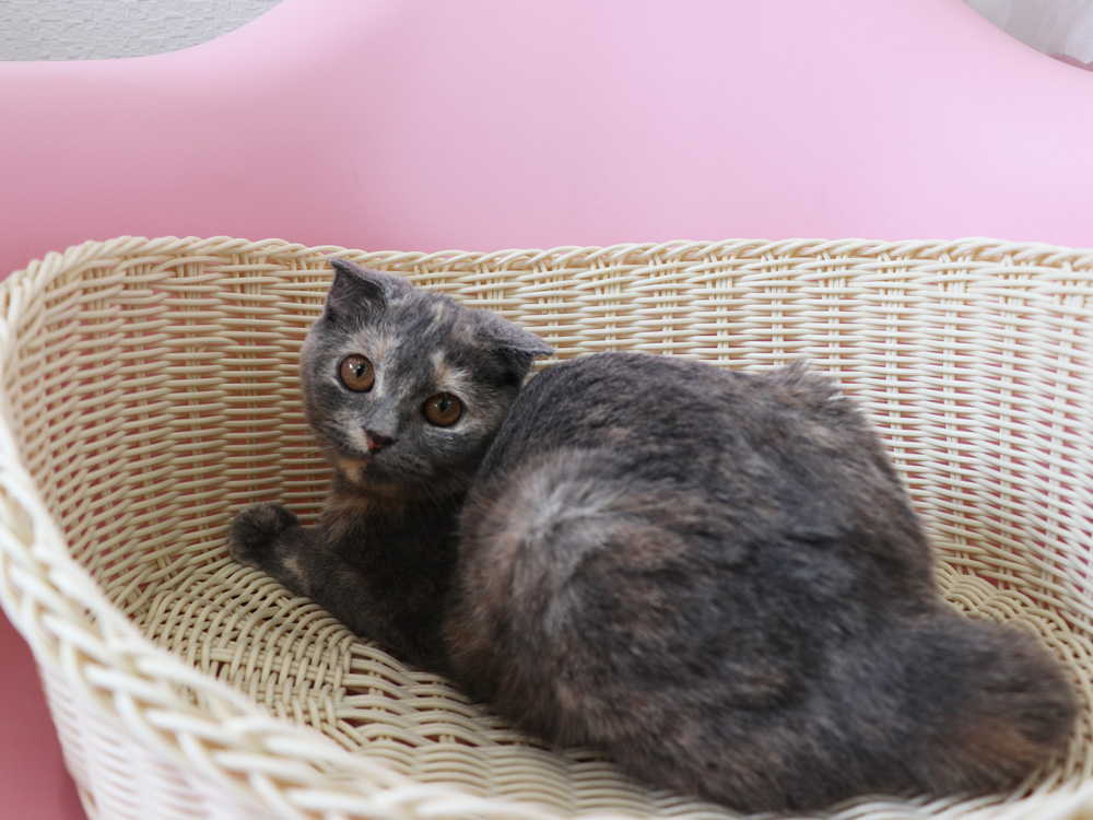 スコティッシュフォールドの子猫画像