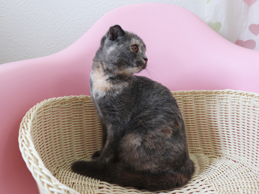 スコティッシュフォールドの子猫画像