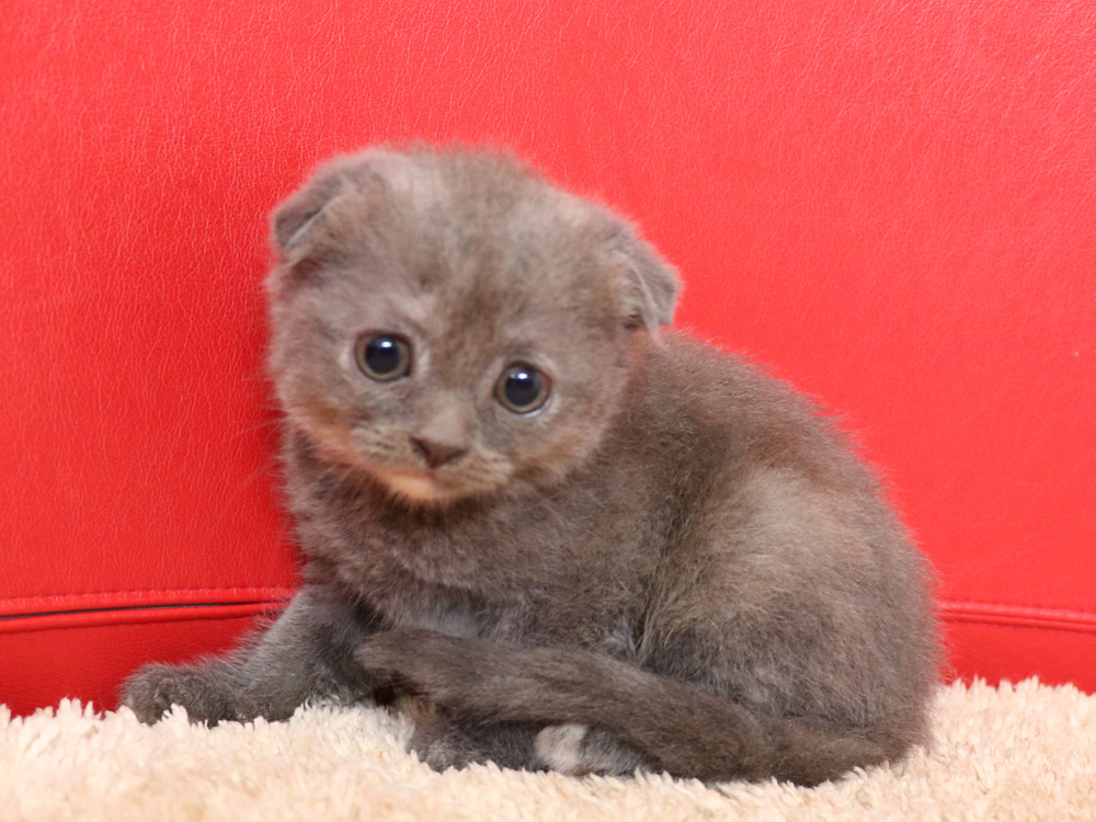 スコティッシュフォールドの子猫画像