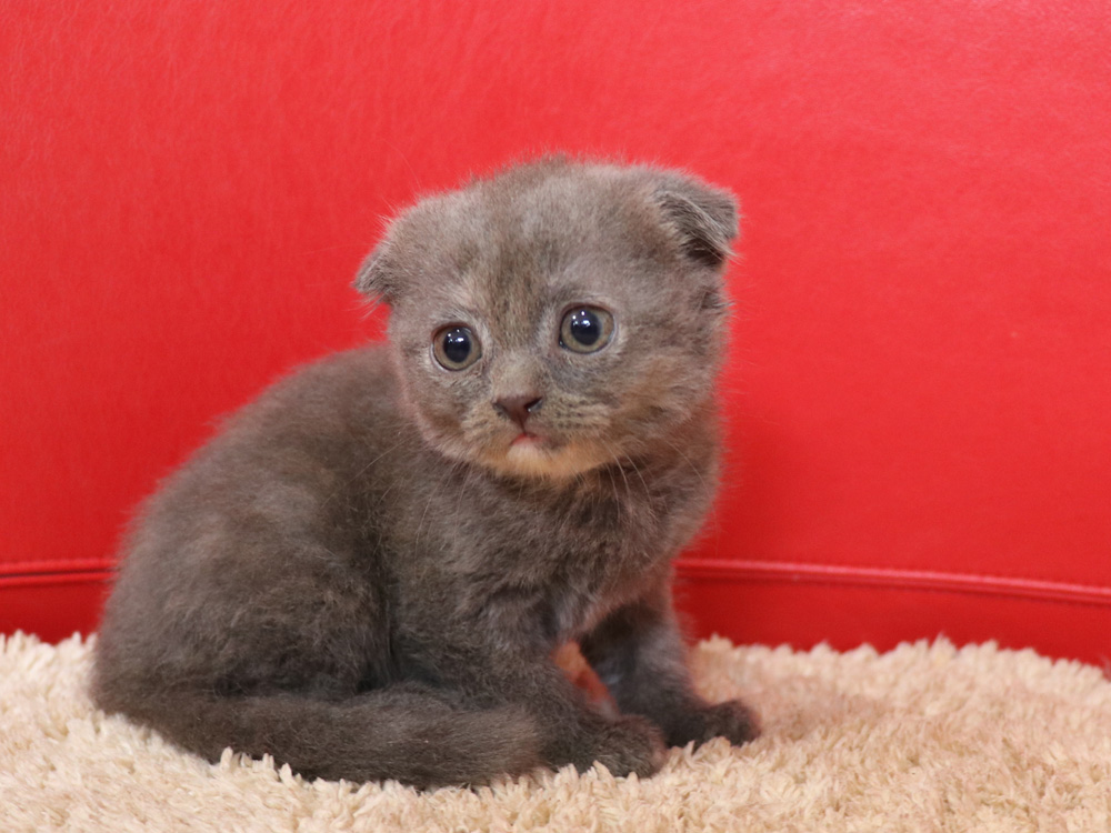 スコティッシュフォールドの子猫画像