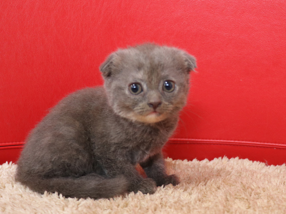 スコティッシュフォールドの子猫画像