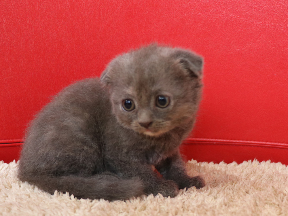 スコティッシュフォールドの子猫画像