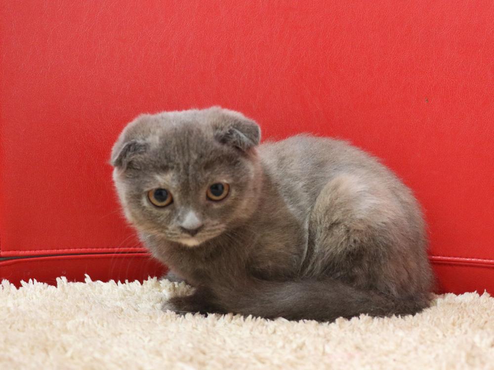 スコティッシュフォールドの子猫画像