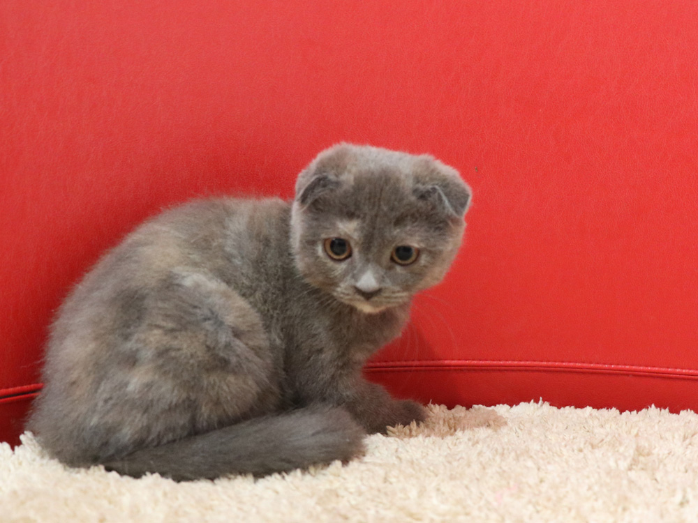 スコティッシュフォールドの子猫画像