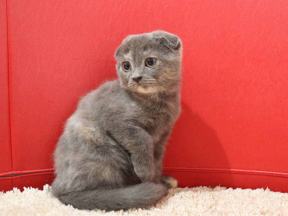 スコティッシュフォールドの子猫画像