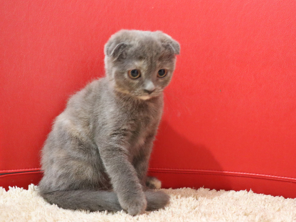 スコティッシュフォールドの子猫画像