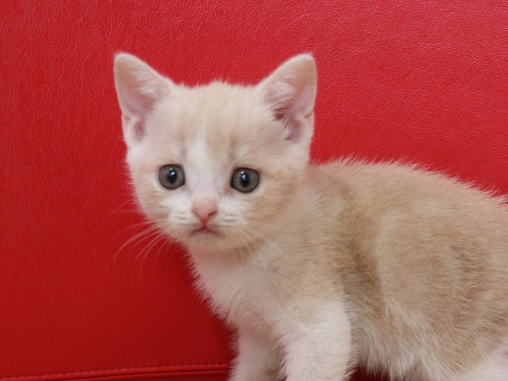 スコティッシュフォールドの子猫画像